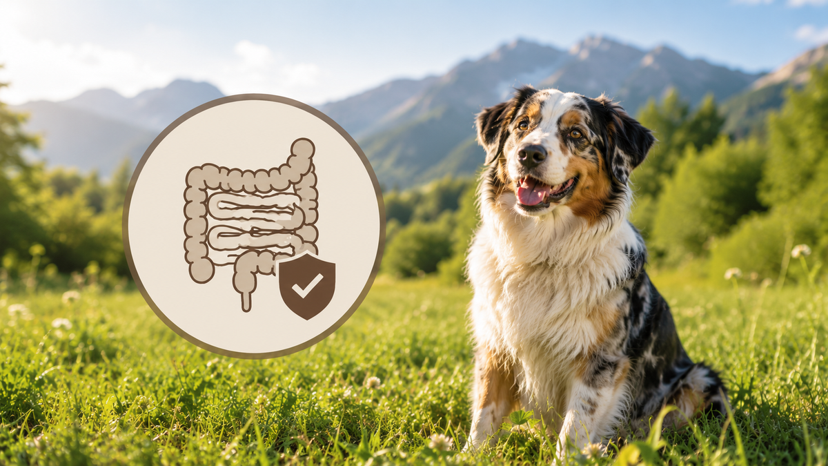 Welches Hundefutter hilft bei Sodbrennen?
