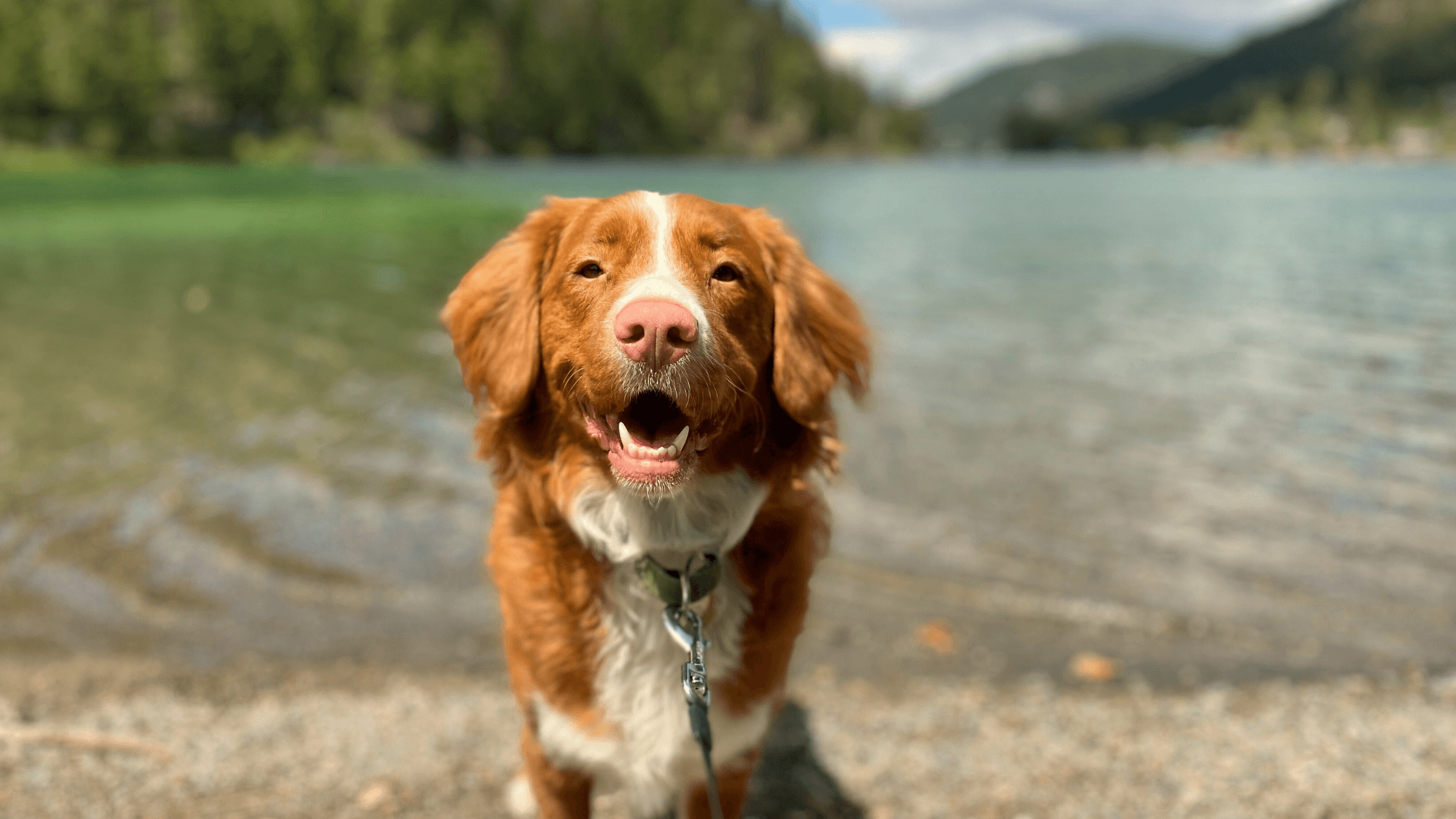 Sonnenbrand und Hitzschlag beim Hund - vorbeugen, erkennen, handeln