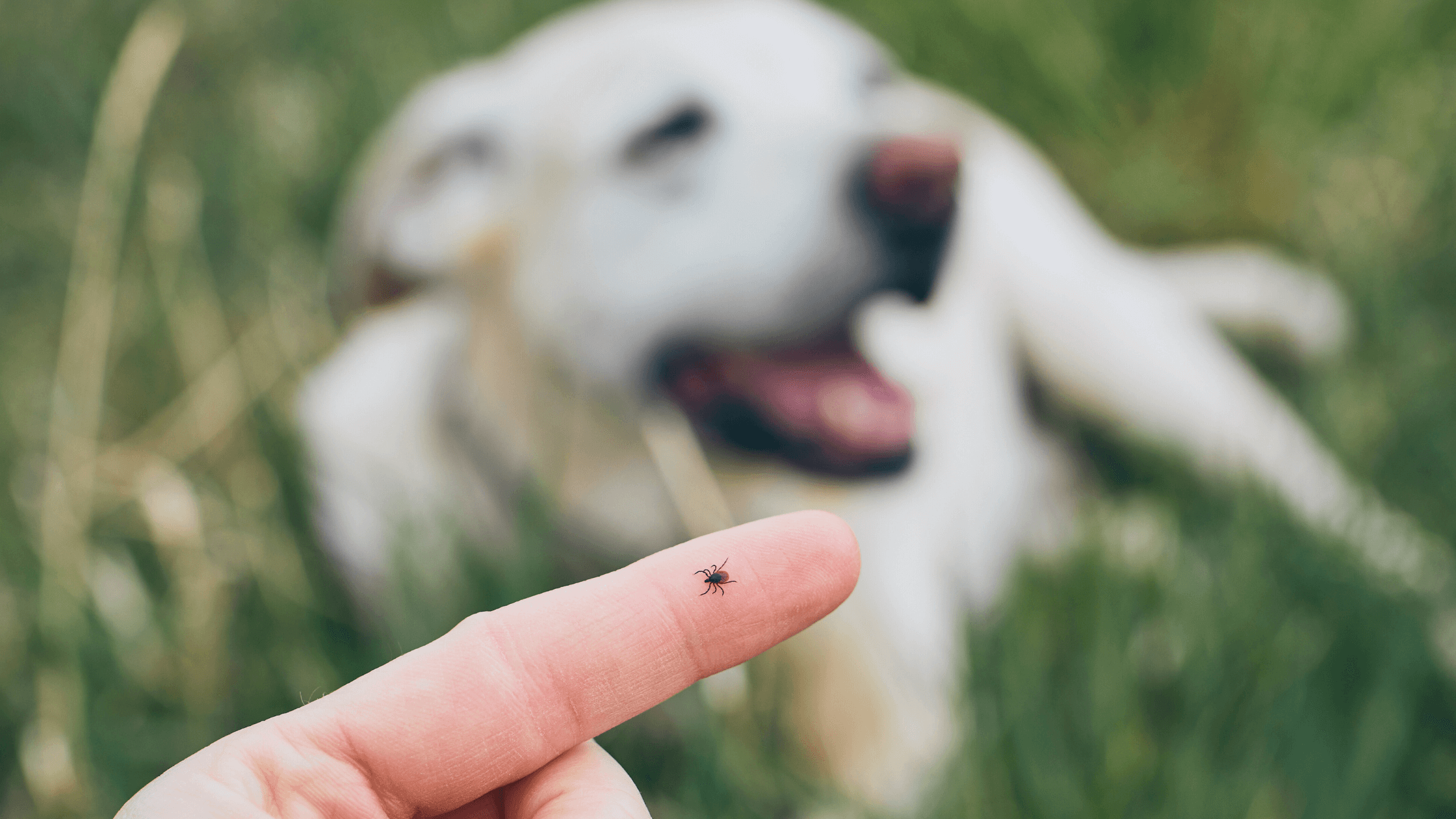 So kommst du gut durch die Zeckenzeit