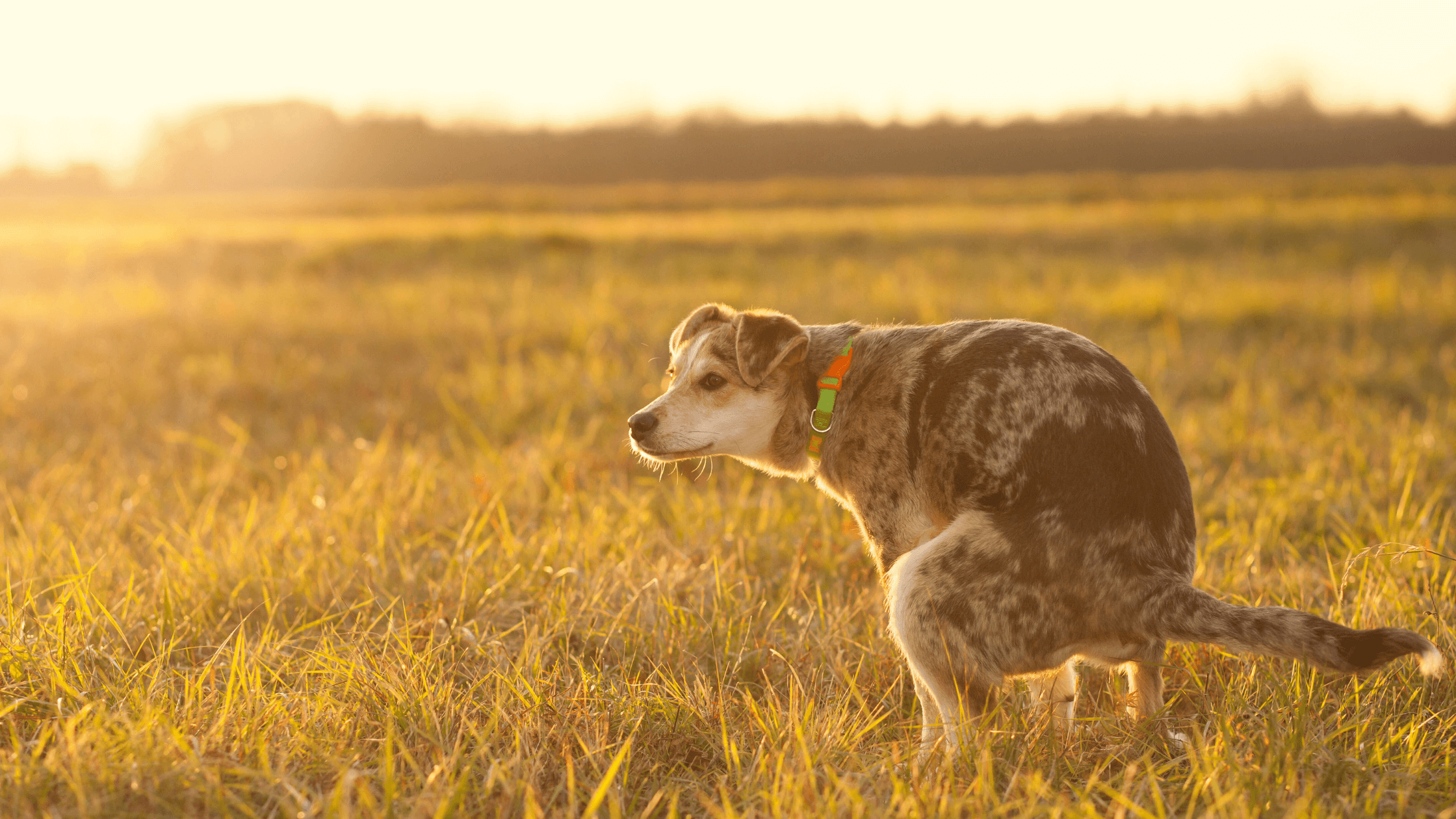Tipps gegen Durchfall & Stress beim Hund