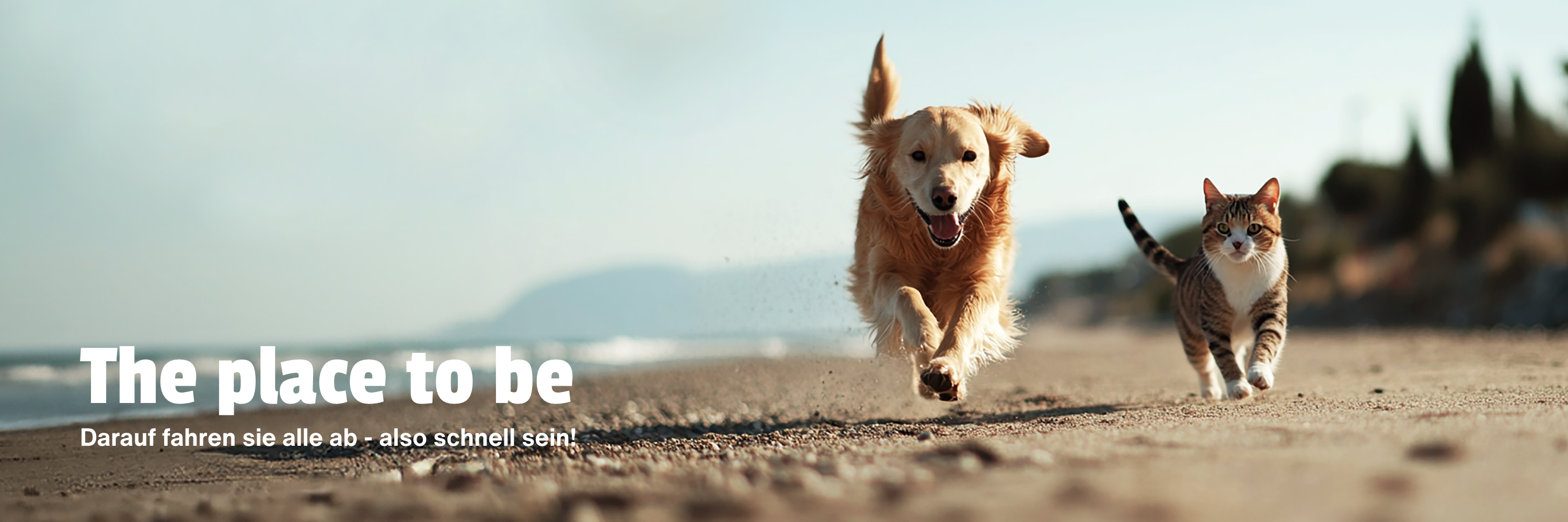 Neuheiten für Hunde