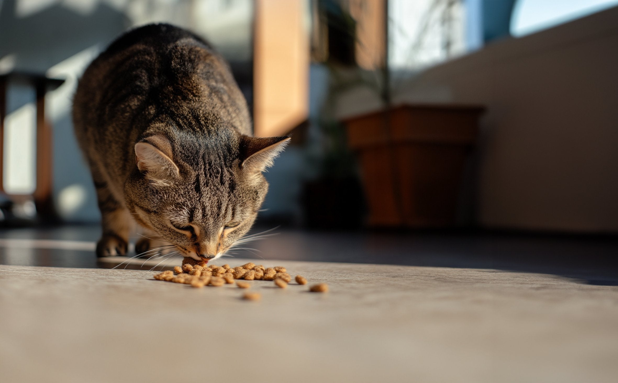 Premium Trockenfutter für Katzen