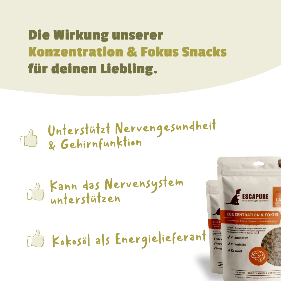 Konzentration & Fokus