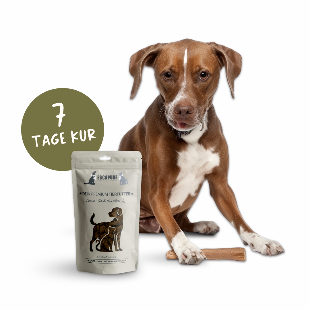 7-Tage Kur: Dental Sticks