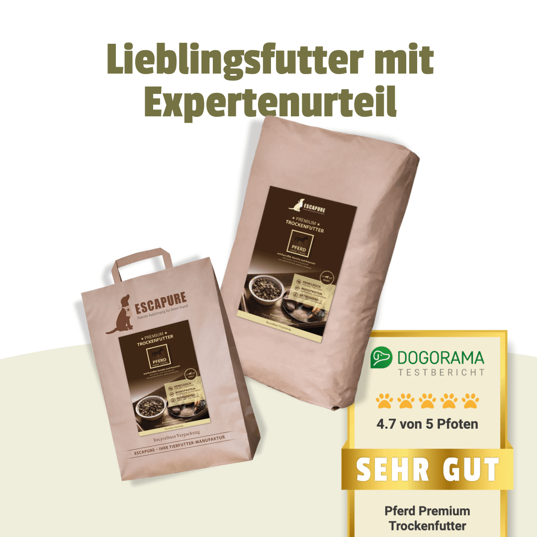 Bestseller Box für Hunde