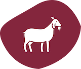 Ziege badge