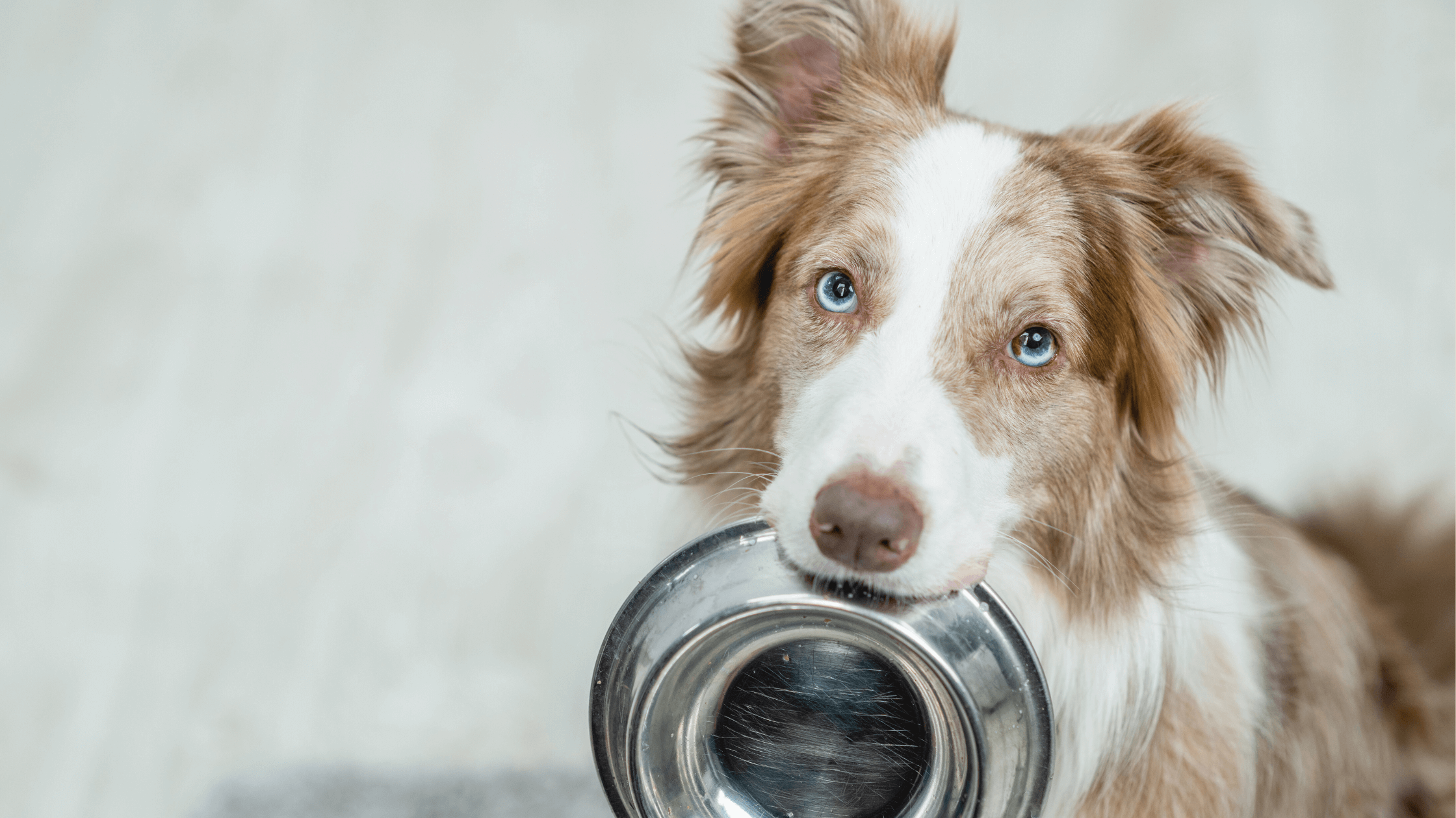 Hund mit leerem Futternapf der auf Escapure Futter wartet
