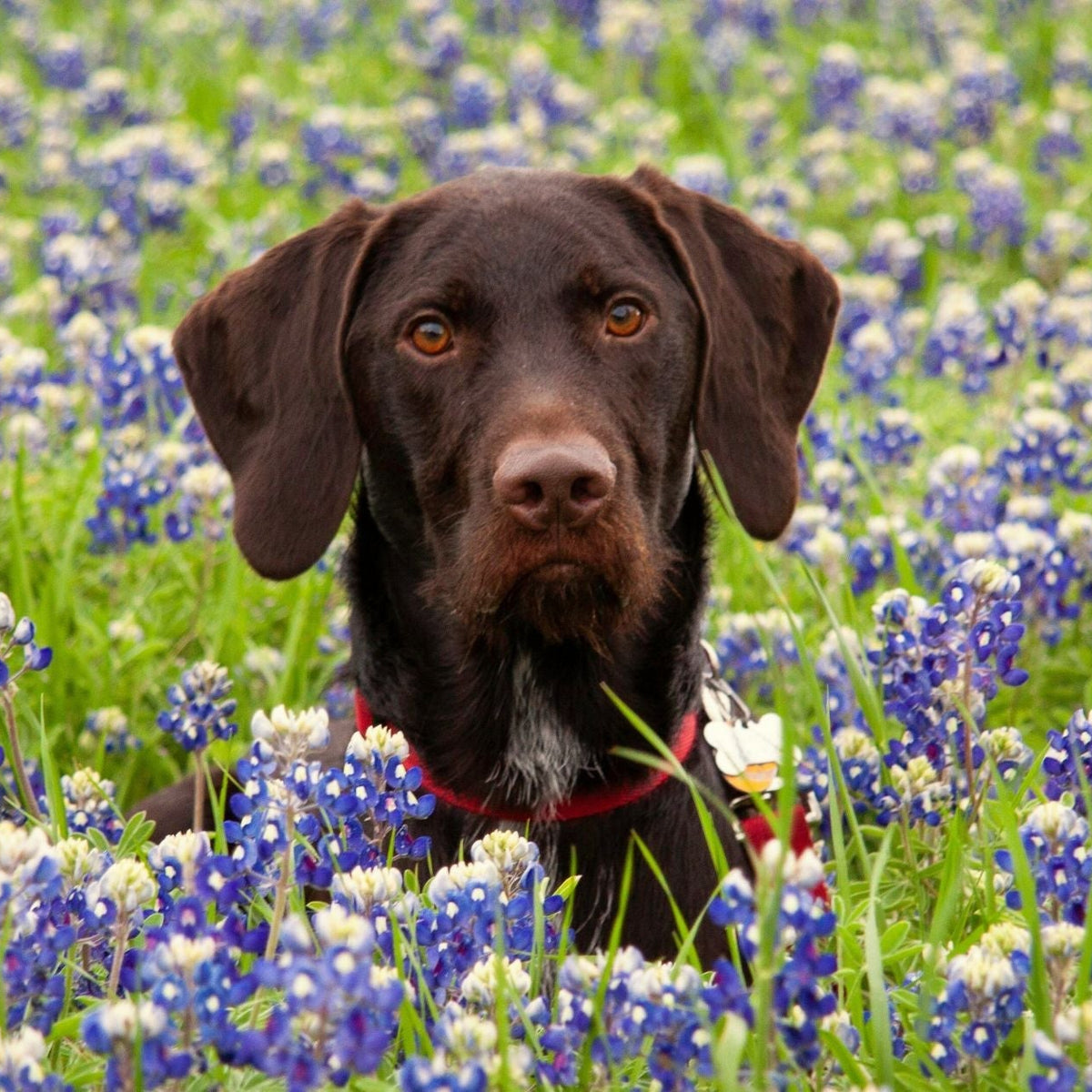 Giftige Pflanzen fr Hunde - Sommer Edition