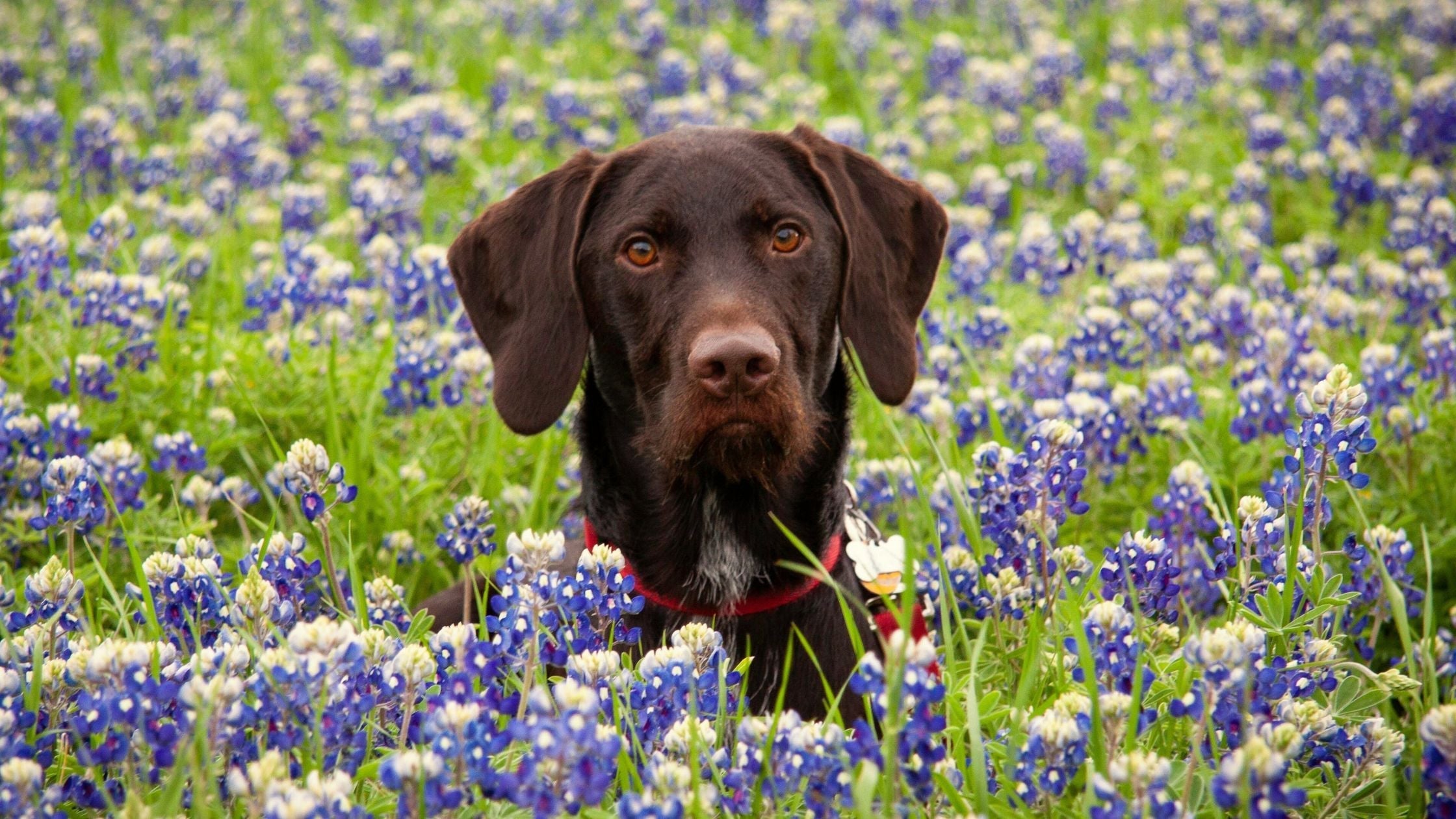 Giftige Pflanzen fr Hunde - Sommer Edition