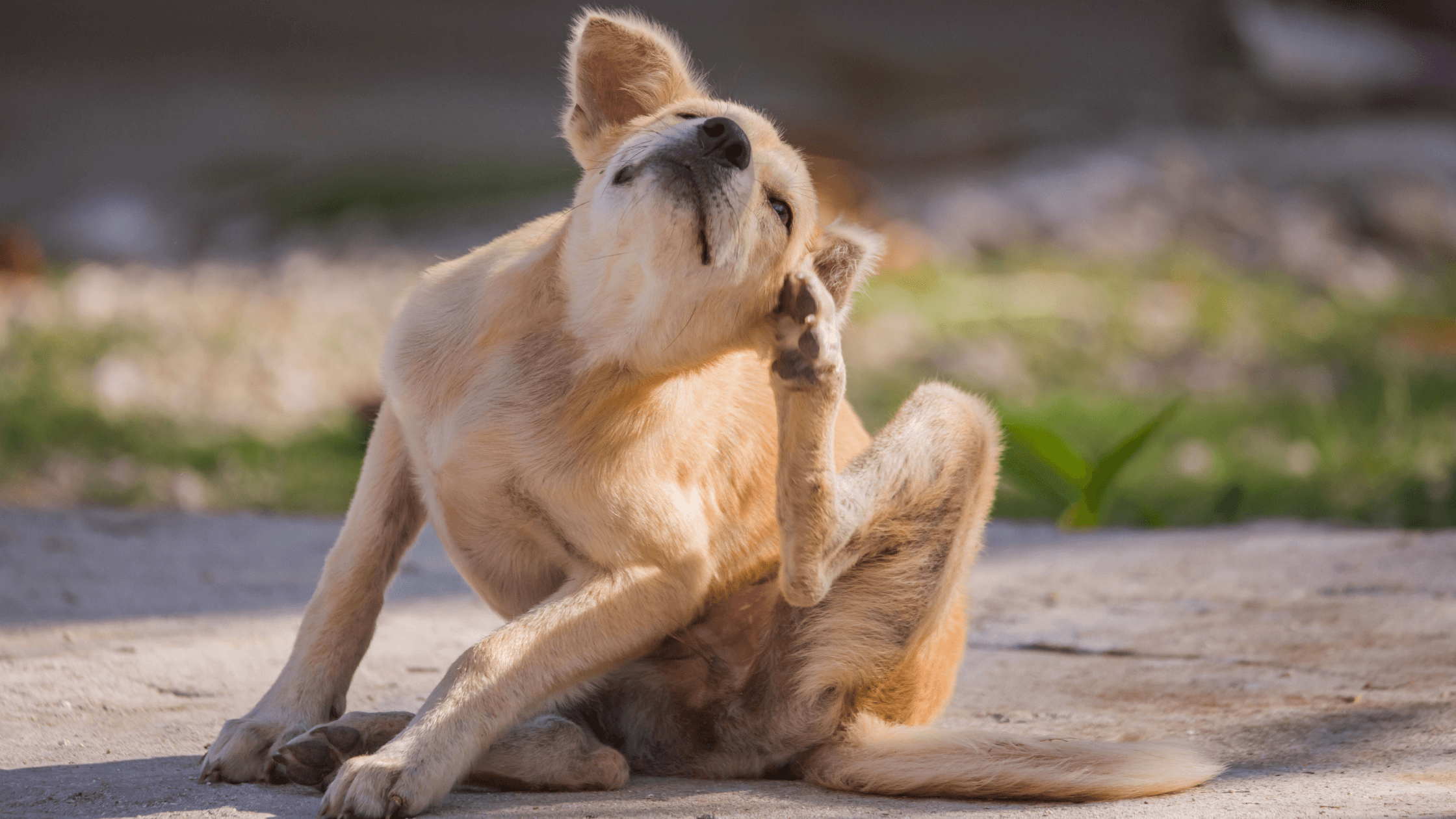 Herbstgrasmilben beim Hund – kleine Plagegeister mit großer Wirkung