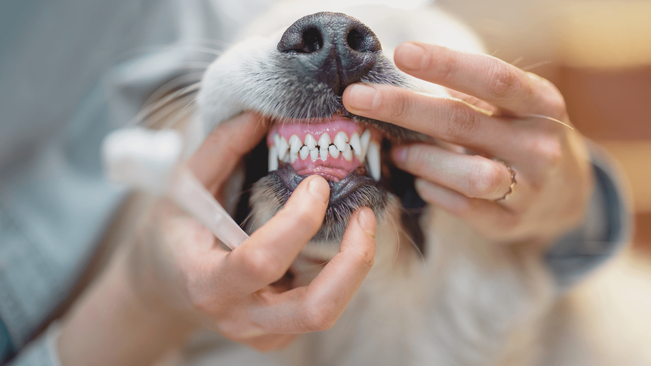 Maulhygiene bei Hunden: Effektive Lösungen gegen Zahnstein und Maulgeruch